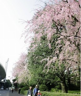 東京青山のお花見スポット・名所の桜情報！周辺おすすめ和食の【いと家】法事プラン
