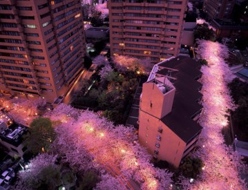 東京青山のお花見スポット・名所の桜情報！周辺おすすめ和食の【いと家】法事プラン