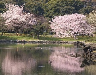 東京青山で人気のお花見・行楽弁当の予約なら和食【いと家】浜離宮恩賜庭園